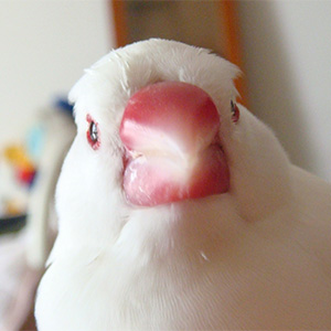 白文鳥 鈴 鳥フォトコンテストvol.022 テーマ「換羽」結果発表