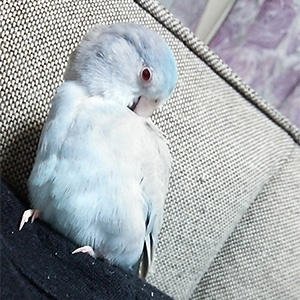 マメルリハインコ コウちゃん 鳥フォトコンテストvol.022 テーマ「換羽」結果発表