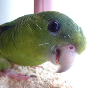 サザナミインコ<br />
ぐりちゃん<br />
鳥フォトコンテストvol.022 テーマ「換羽」結果発表