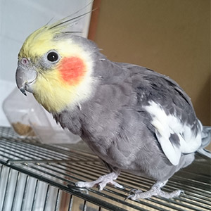 オカメインコ まろ 鳥フォトコンテストvol.022 テーマ「換羽」結果発表
