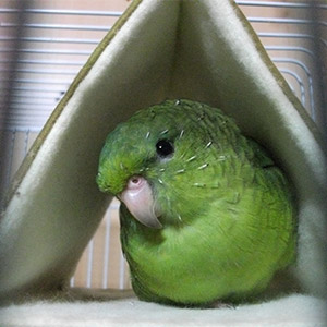サザナミインコ<br />
ぐりちゃん<br />
鳥フォトコンテストvol.022 テーマ「換羽」結果発表