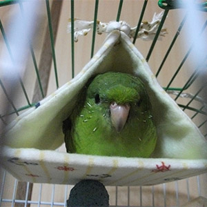 サザナミインコ<br />
ぐりちゃん<br />
鳥フォトコンテストvol.022 テーマ「換羽」結果発表