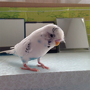セキセイインコ ミルク 鳥フォトコンテストvol.022 テーマ「換羽」結果発表