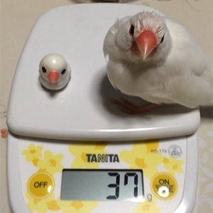 文鳥 ピッピ 鳥フォトコンテストvol.022 テーマ「換羽」結果発表