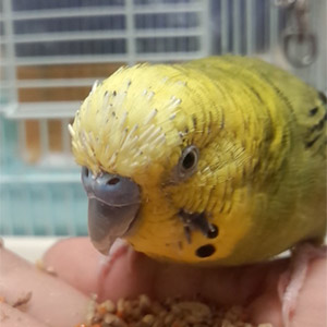 セキセイインコ しゅーちゃん 鳥フォトコンテストvol.022 テーマ「換羽」結果発表
