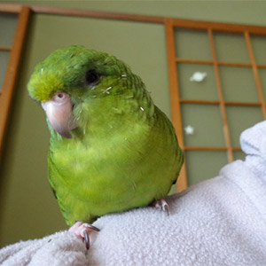サザナミインコ<br />
ぐりちゃん<br />
鳥フォトコンテストvol.022 テーマ「換羽」結果発表