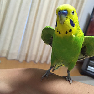 セキセイインコ スコスコスーパークスクス 鳥フォトコンテストvol.024 テーマ「わきわき」結果発表