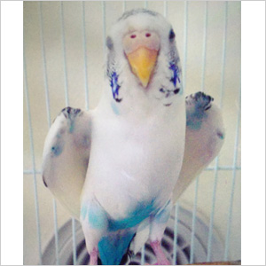 セキセイインコ ぴーちゃん 鳥フォトコンテストvol.024 テーマ「わきわき」結果発表