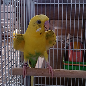 セキセイインコ るる 鳥フォトコンテストvol.024 テーマ「わきわき」結果発表