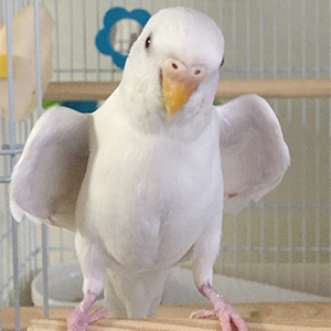 セキセイインコ あるちゃん<br />
鳥フォトコンテストvol.024 テーマ「わきわき」結果発表