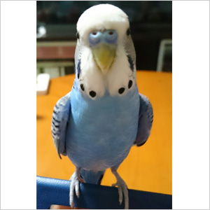 セキセイインコ おーちゃん 鳥フォトコンテストvol.024 テーマ「わきわき」結果発表