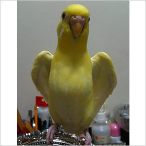 セキセイインコ ぎんなん 鳥フォトコンテストvol.024 テーマ「わきわき」結果発表