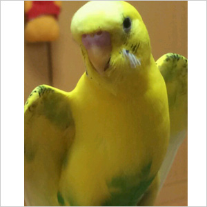 セキセイインコ ぴーこ 鳥フォトコンテストvol.024 テーマ「わきわき」結果発表
