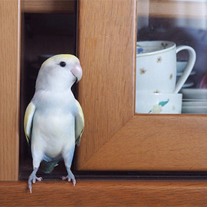 コザクラインコ クー 鳥フォトコンテストvol.024 テーマ「わきわき」結果発表