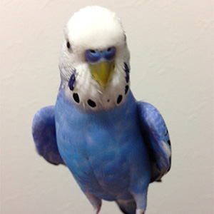 セキセイインコ ぷったん 鳥フォトコンテストvol.024 テーマ「わきわき」結果発表