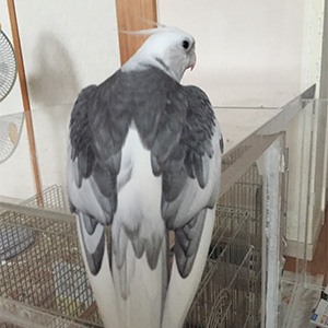 オカメインコ ウィズ 鳥フォトコンテストvol.024 テーマ「わきわき」結果発表