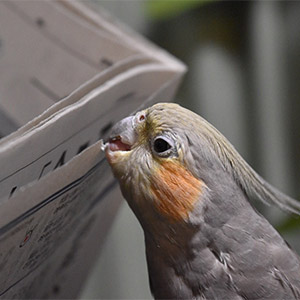 鳥フォトコンテスト「くまお」さん