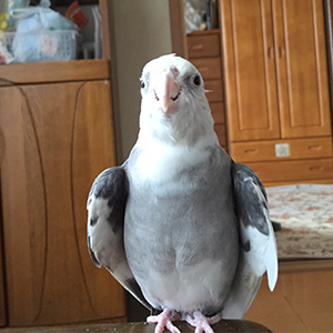 オカメインコ ウィズ 鳥フォトコンテストvol.024 テーマ「わきわき」結果発表