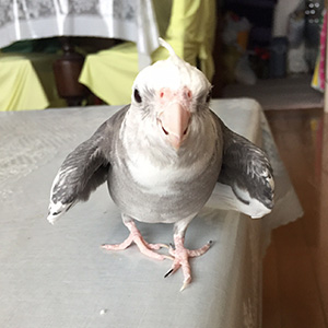 オカメインコ ウィズ 鳥フォトコンテストvol.024 テーマ「わきわき」結果発表