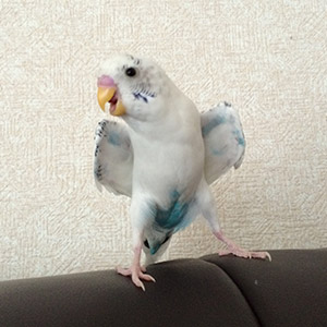 セキセイインコ こまち 鳥フォトコンテストvol.024 テーマ「わきわき」結果発表