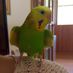 セキセイインコ ライム 鳥フォトコンテストvol.024 テーマ「わきわき」結果発表