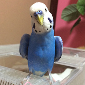セキセイインコ ピロ 鳥フォトコンテストvol.024 テーマ「わきわき」結果発表