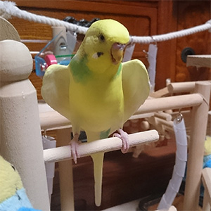 セキセイインコ 杉コ 鳥フォトコンテストvol.024 テーマ「わきわき」結果発表