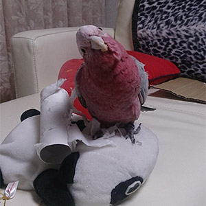 モモイロインコ 桃ノ助 鳥フォトコンテストvol.025 テーマ「ガジガジ」結果発表