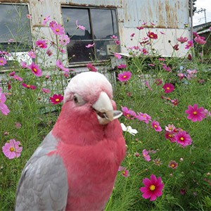 モモイロインコ 梅ちゃん<br />
鳥フォトコンテストvol.025 テーマ「ガジガジ」結果発表