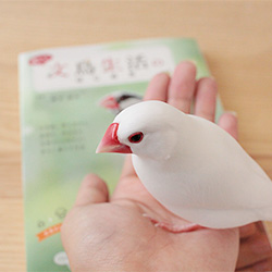 楽しい文鳥生活のはじめ方が発売されました♪