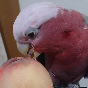 モモイロインコ 梅ちゃん<br />
鳥フォトコンテストvol.025 テーマ「ガジガジ」結果発表