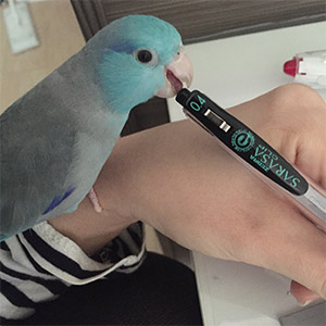 マメルリハ まめ 鳥フォトコンテストvol.025 テーマ「ガジガジ」結果発表