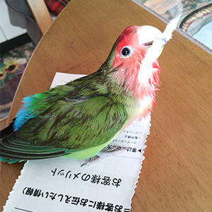 コザクラインコ ギー 鳥フォトコンテストvol.025 テーマ「ガジガジ」結果発表