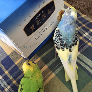 セキセイインコ カレー・ずんだ 鳥フォトコンテストvol.025 テーマ「ガジガジ」結果発表