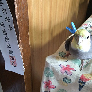 オカメインコ ぴーちゃん 鳥フォトコンテストvol.025 テーマ「ガジガジ」結果発表