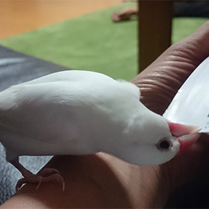 白文鳥 みるく 鳥フォトコンテストvol.025 テーマ「ガジガジ」結果発表
