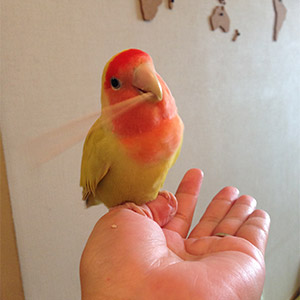 コザクラインコ ムーちゃん 鳥フォトコンテストvol.025 テーマ「ガジガジ」結果発表