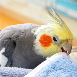 ルリコシボタンインコ まるちゃん 鳥フォトコンテストvol.025 テーマ「ガジガジ」結果発表