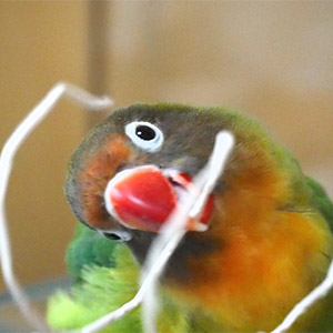 ルリコシボタンインコ まるちゃん 鳥フォトコンテストvol.025 テーマ「ガジガジ」結果発表