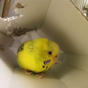セキセイインコ ピーコ 鳥フォトコンテストvol.025 テーマ「ガジガジ」結果発表