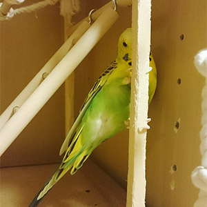セキセイインコ ピーコ 鳥フォトコンテストvol.025 テーマ「ガジガジ」結果発表
