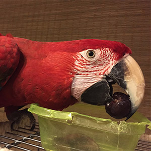 ベニコンゴウインコ 剛助 鳥フォトコンテストvol.025 テーマ「ガジガジ」結果発表