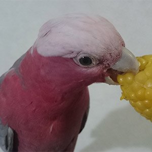 モモイロインコ 梅ちゃん 鳥フォトコンテストvol.025 テーマ「ガジガジ」結果発表