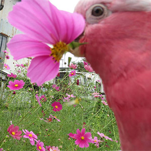 モモイロインコ 梅ちゃん 鳥フォトコンテストvol.025 テーマ「ガジガジ」結果発表