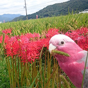 モモイロインコ 梅ちゃん 鳥フォトコンテストvol.025 テーマ「ガジガジ」結果発表
