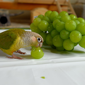 鳥フォトコンテスト「ぎずも」さん