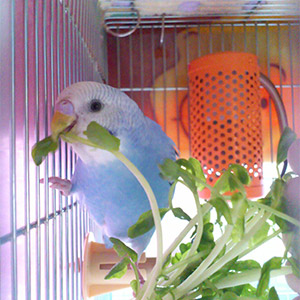 セキセイインコ ちるちゃん 鳥フォトコンテストvol.025 テーマ「ガジガジ」結果発表