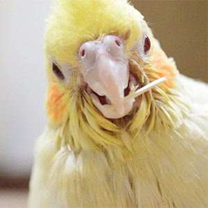 鳥フォトコンテスト「レモン」さん
