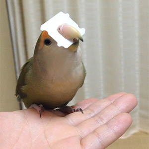 コザクラインコ はるさめ 鳥フォトコンテストvol.025 テーマ「ガジガジ」結果発表