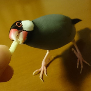 桜文鳥 あずき 鳥フォトコンテストvol.026 テーマ「もぐもぐ」結果発表